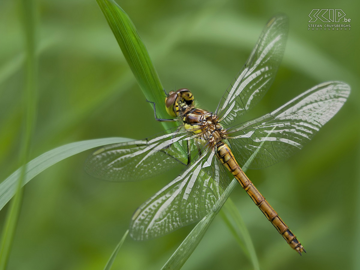 Waterjuffers en libellen - Vrouwelijke gewone oeverlibel Enkele foto's van waterjuffers en libellen in m'n thuisstad Lommel.<br />
<br />
Vrouwelijke gewone oeverlibel (Orthetrum cancellatum). De mannetjes zijn blauw en de vrouwtjes hebben een gele kleur.<br />
 Stefan Cruysberghs